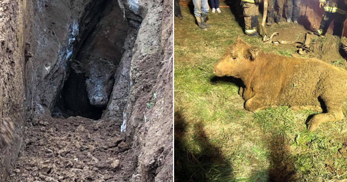 A calf stuck in a sink hole, left, and after he was rescued, right.