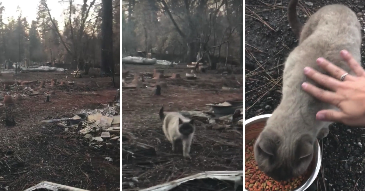 Cat Found After FIre