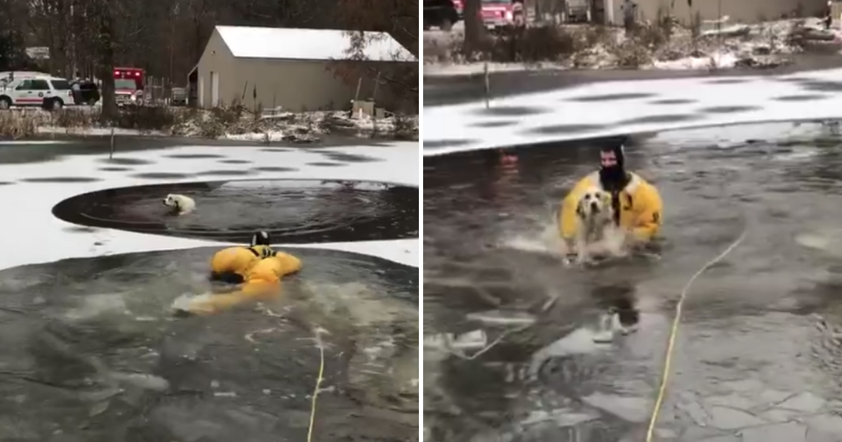 Dog Trapped in Ice