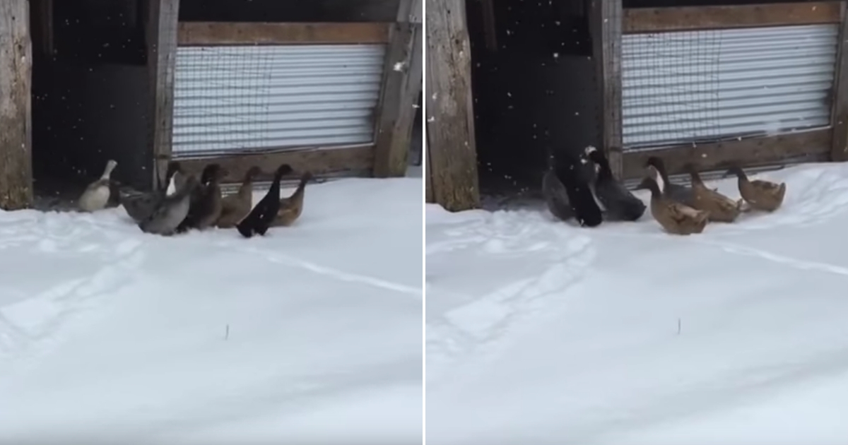A group of ducks walk out into the snow, left, and then make a hasty retreat, right.
