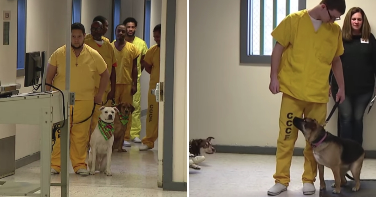 Inmates Train Service Dogs