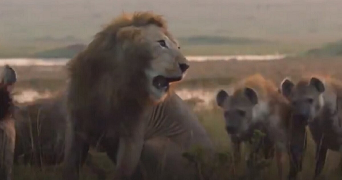 Lion fending off pack of hyenas.