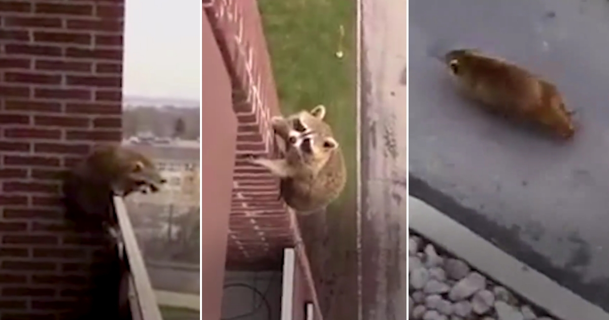 A raccoon rescues herself.