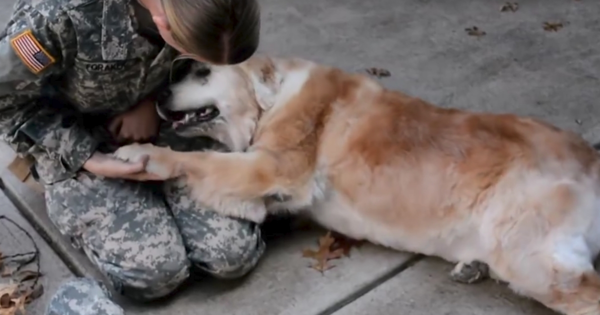 Soldier Reunites with Elderly Dog