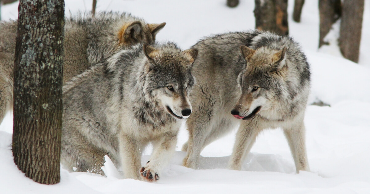 A pack of timber wolves.
