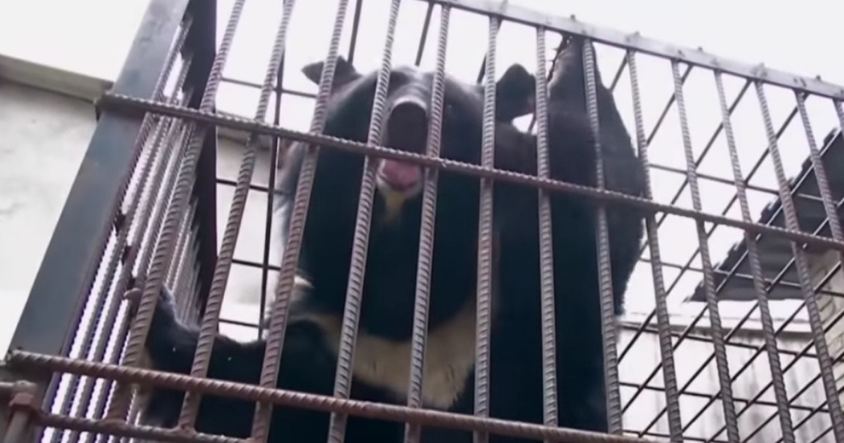endangered black bear in cage
