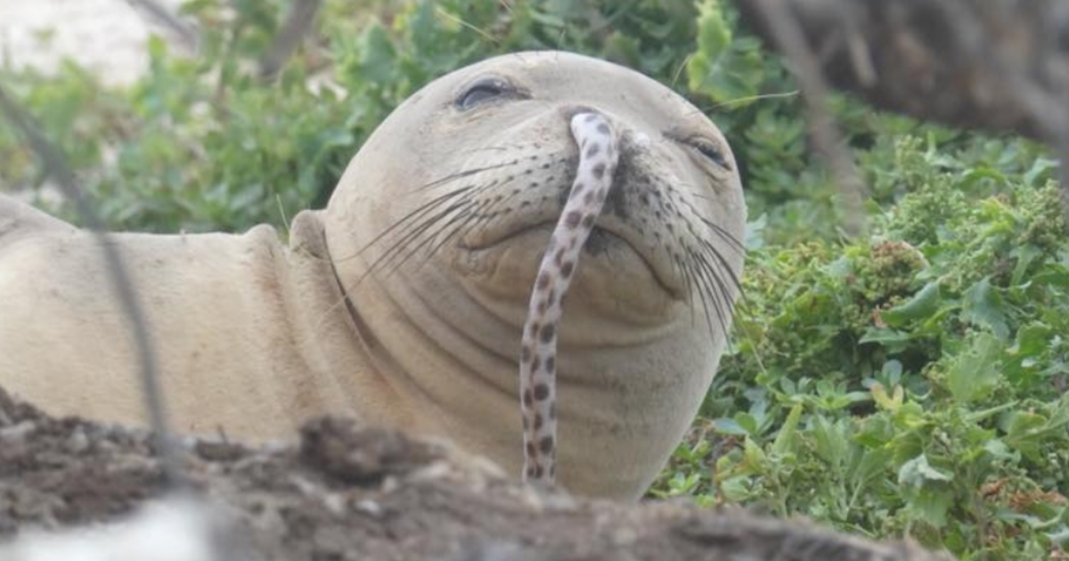 Seal with eel in its nose