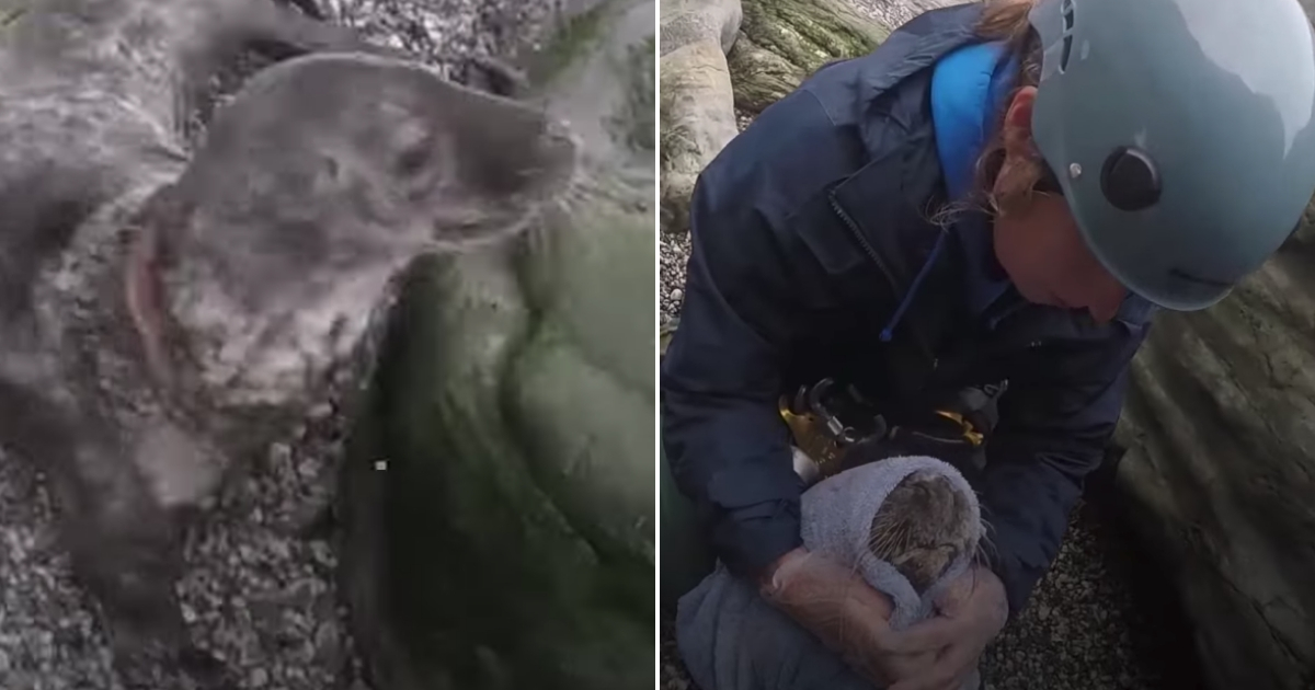 Rescuers cut a seal loose from the hold of a fishing line.