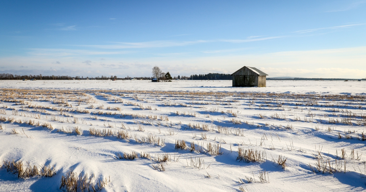 snowy field