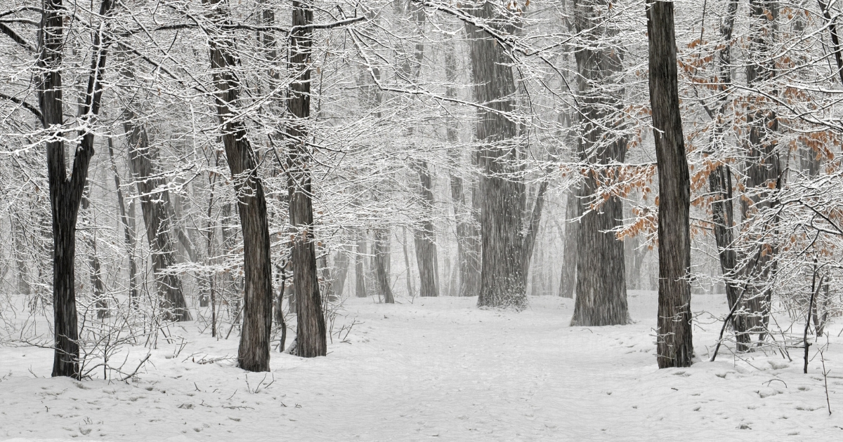 snowy forest