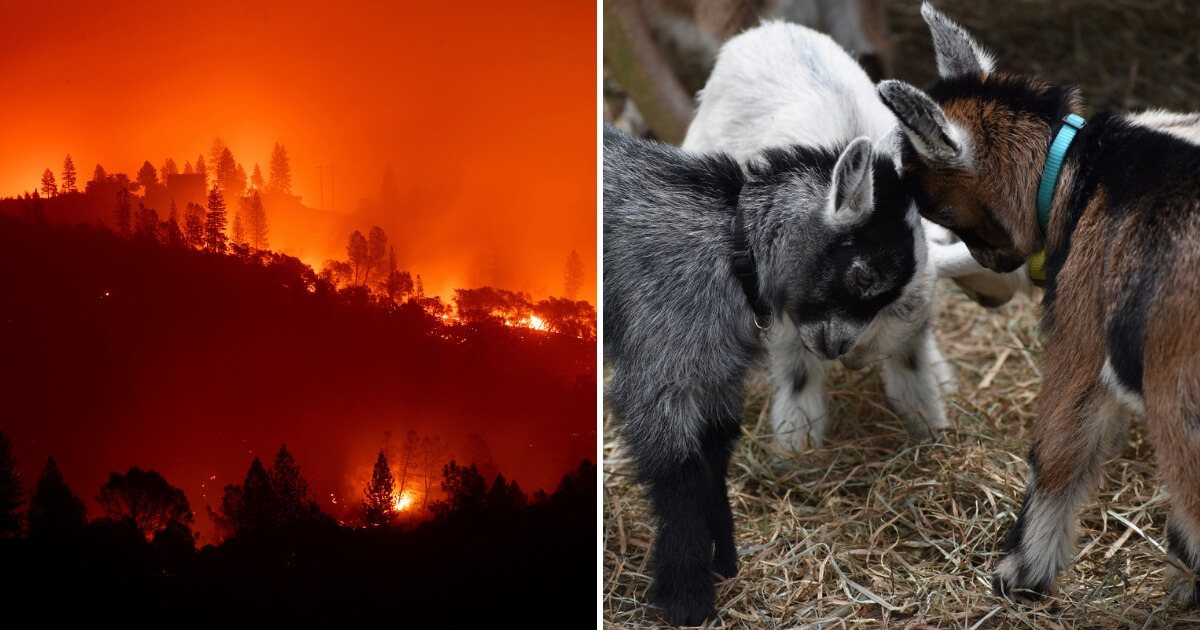 The Camp Fire burns along a ridgetop near Big Bend, California, Nov. 10, 2018, alongside baby goats