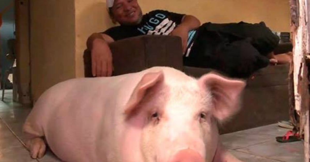 Christmas Dinner Pig Gets Second Chance