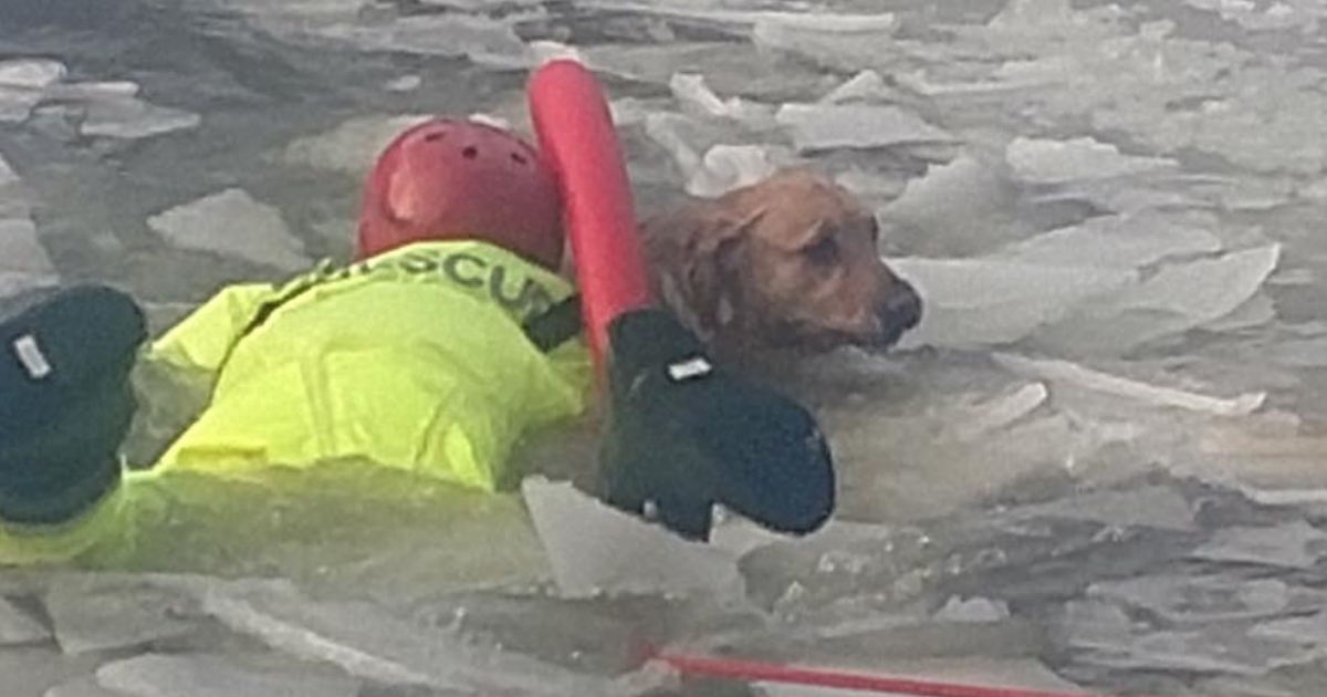 Daring Dog Rescue