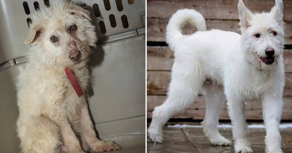 Dog Before and After