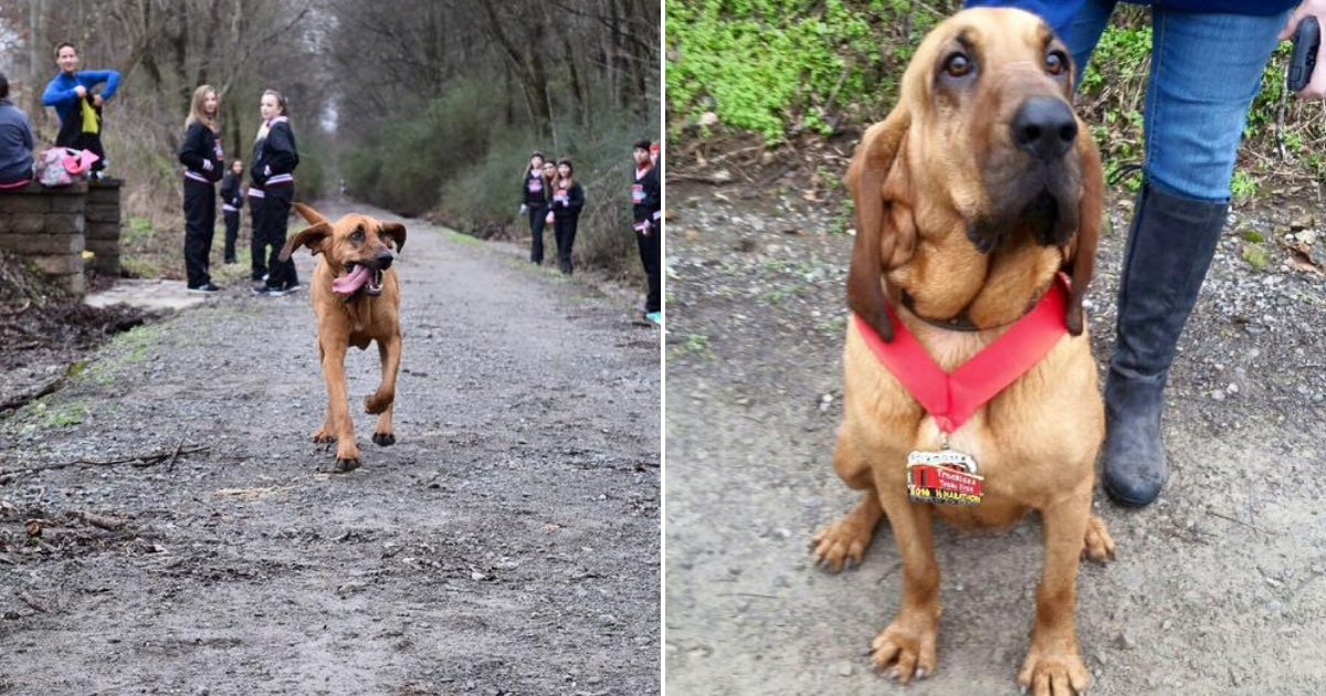 A blood hound runs a half marathon.