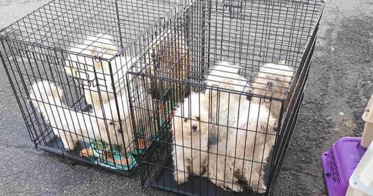 Nine dogs squished in cages