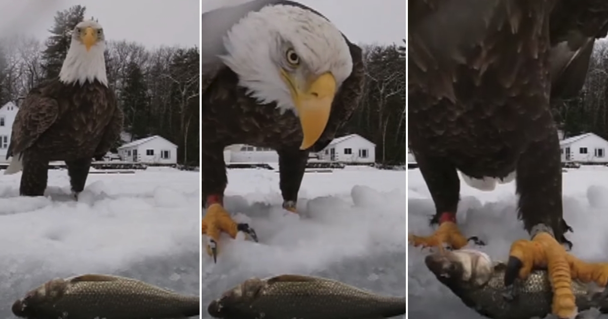 Eagle grabs fish
