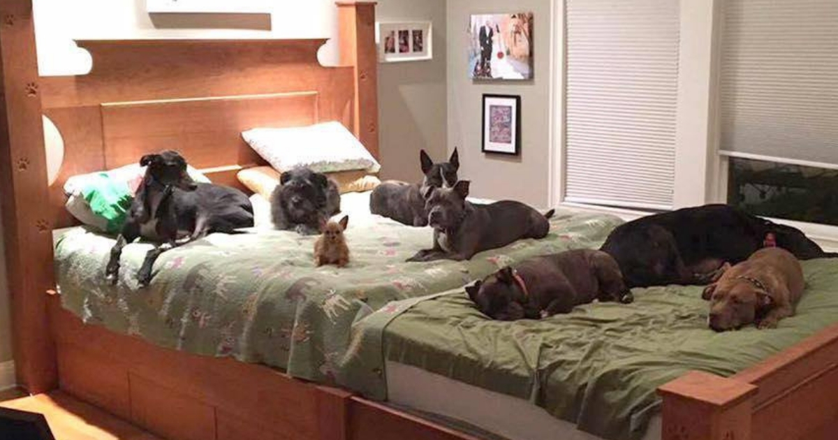 Dogs on a giant bed