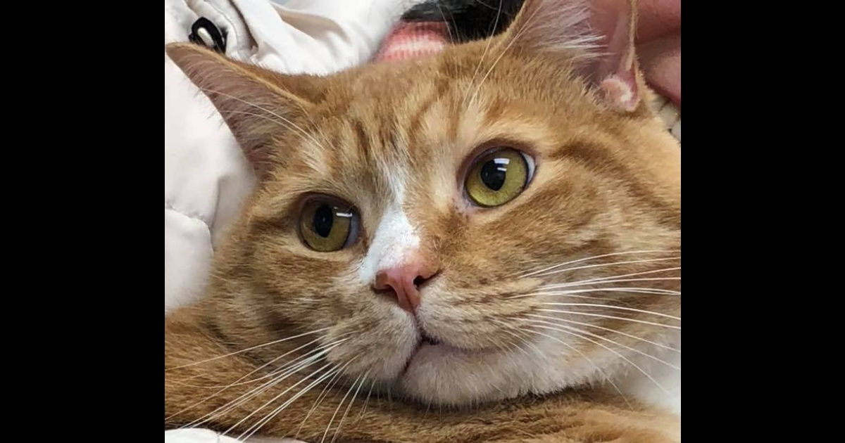 A sweet orange cat.