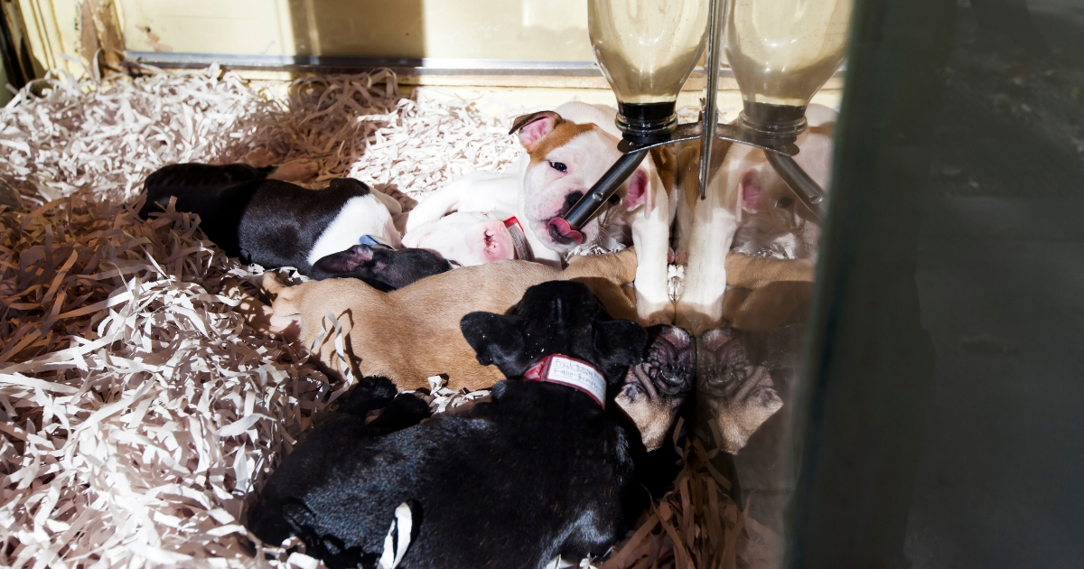 Puppies in pet store window