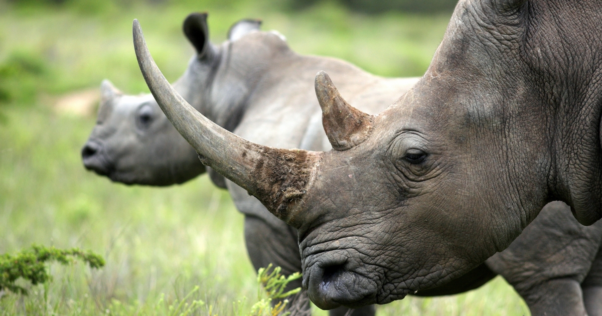 A close-up picture of a female rhinoceros and her calf.