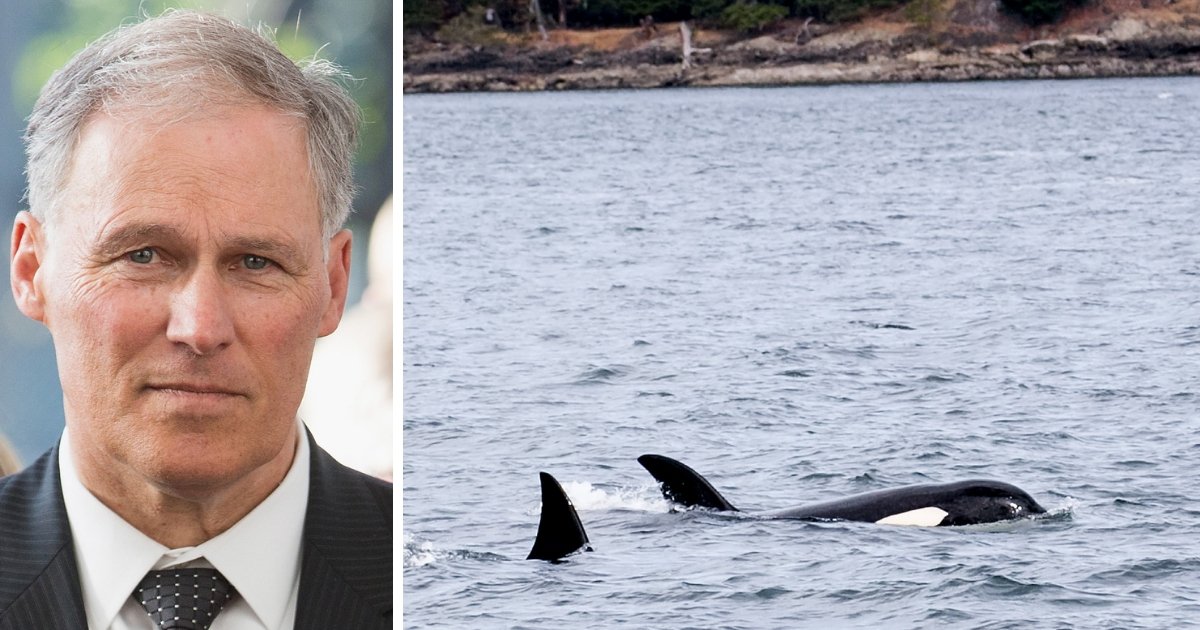 Left: Washington Gov. Jay Inslee. Right: Orcas off the state's San Juan Islands.