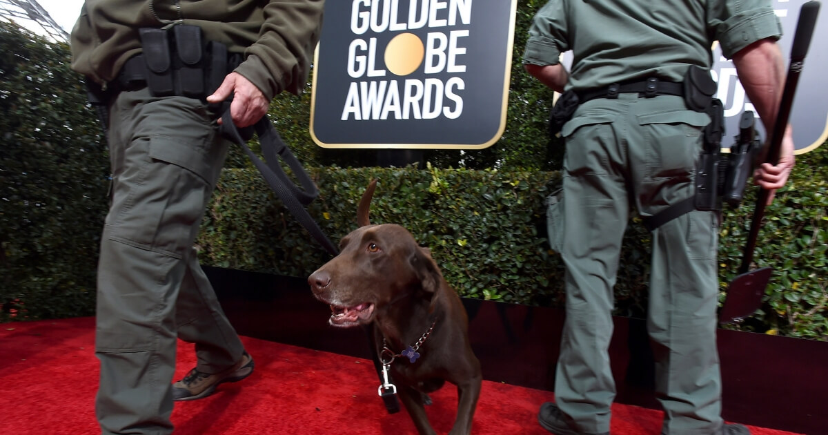 A police dog participates in a security sweep of the red carpet at the 76th annual Golden Globe Awards at the Beverly Hilton Hotel on Jan. 6, 2019, in Beverly Hills, California.