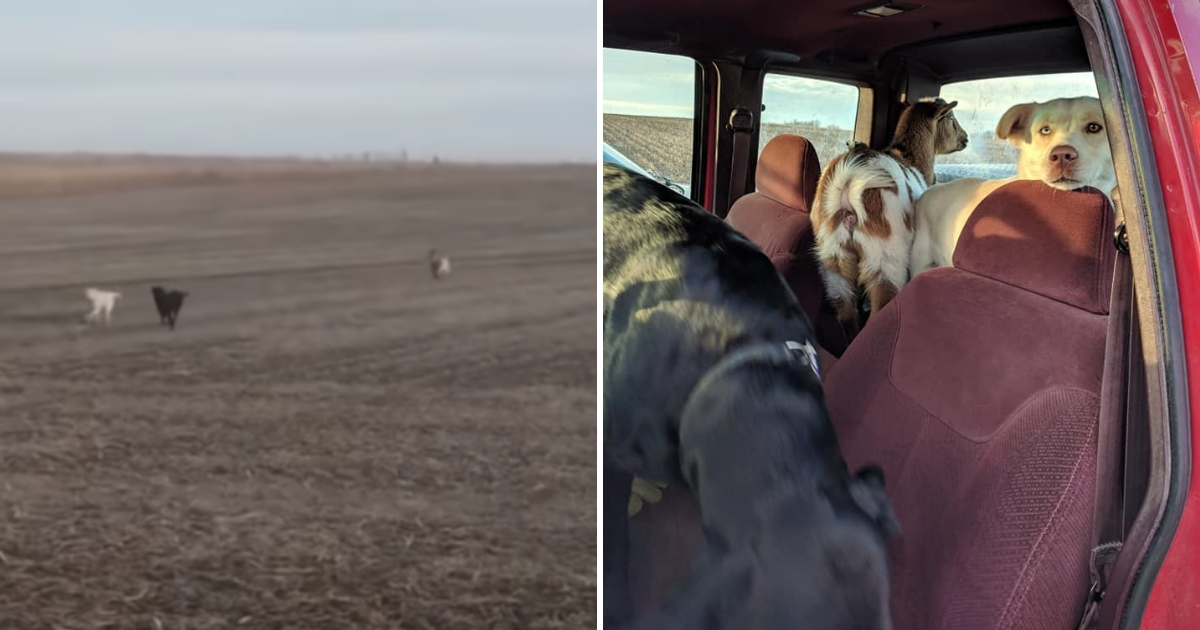 A goat and two dogs run through the field, left, and them in a car, right.