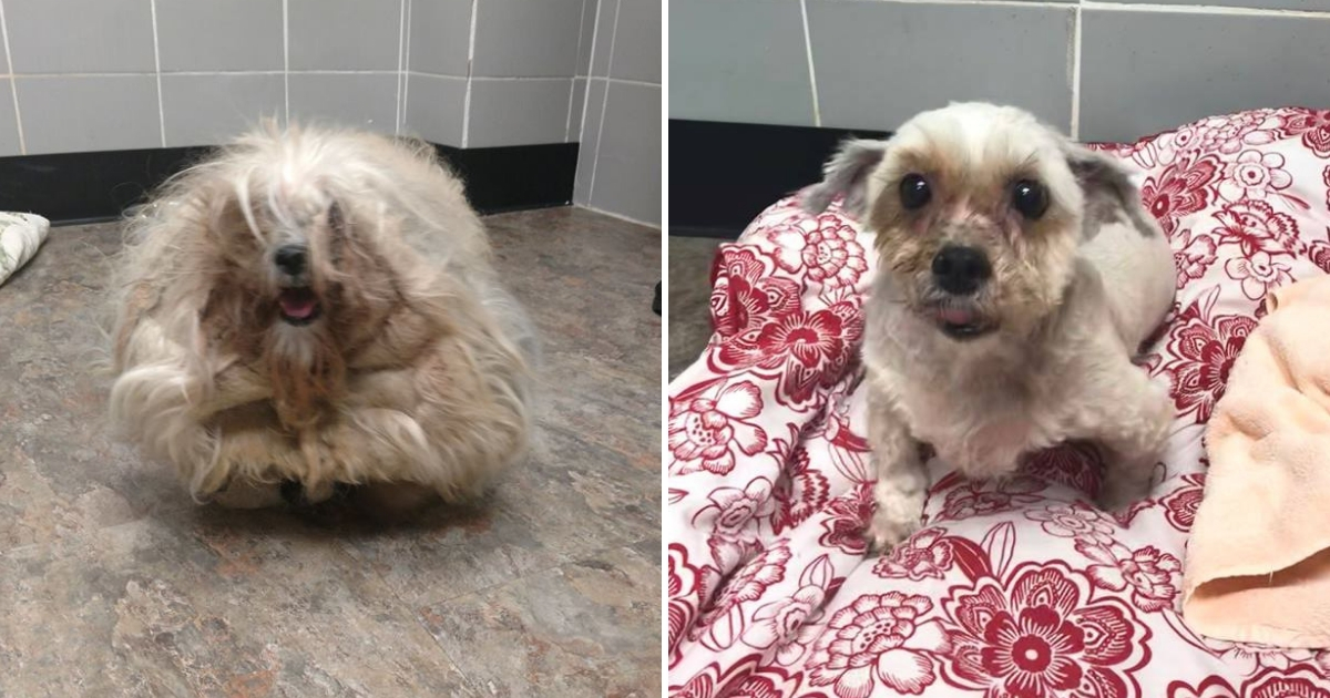 Dog with matted fur, left, and the dog after its fur is shaved, right.