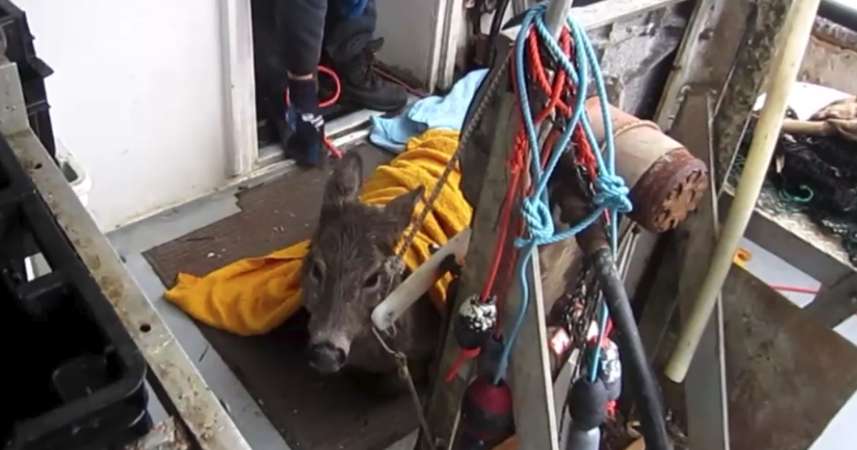 Rescued deer on a boat.