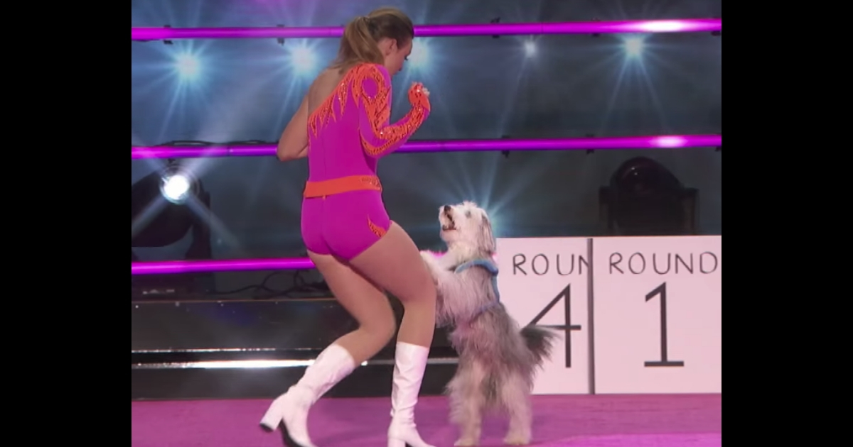 Dog performing with trainer