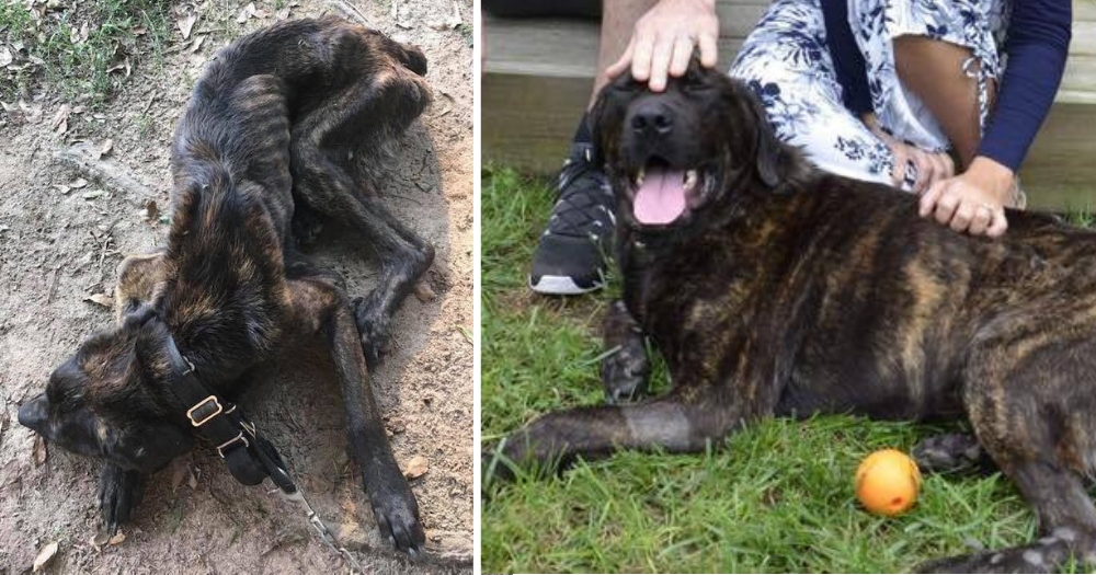 Before and after pictures of a dog who was neglected.