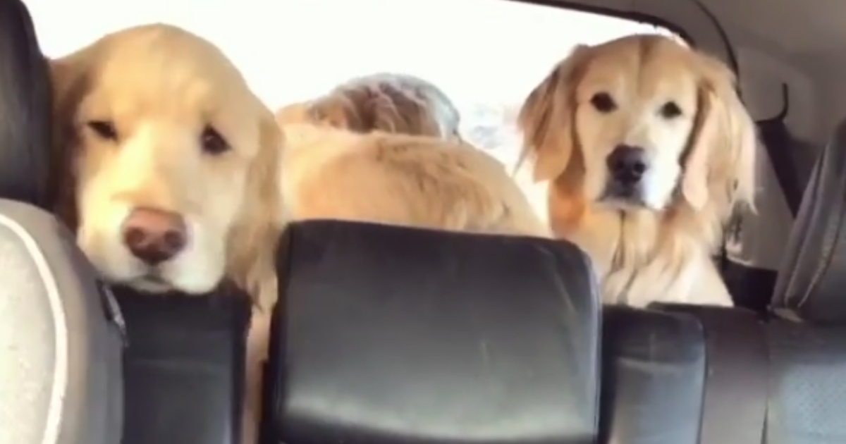 Three dogs in the backseat of a car.