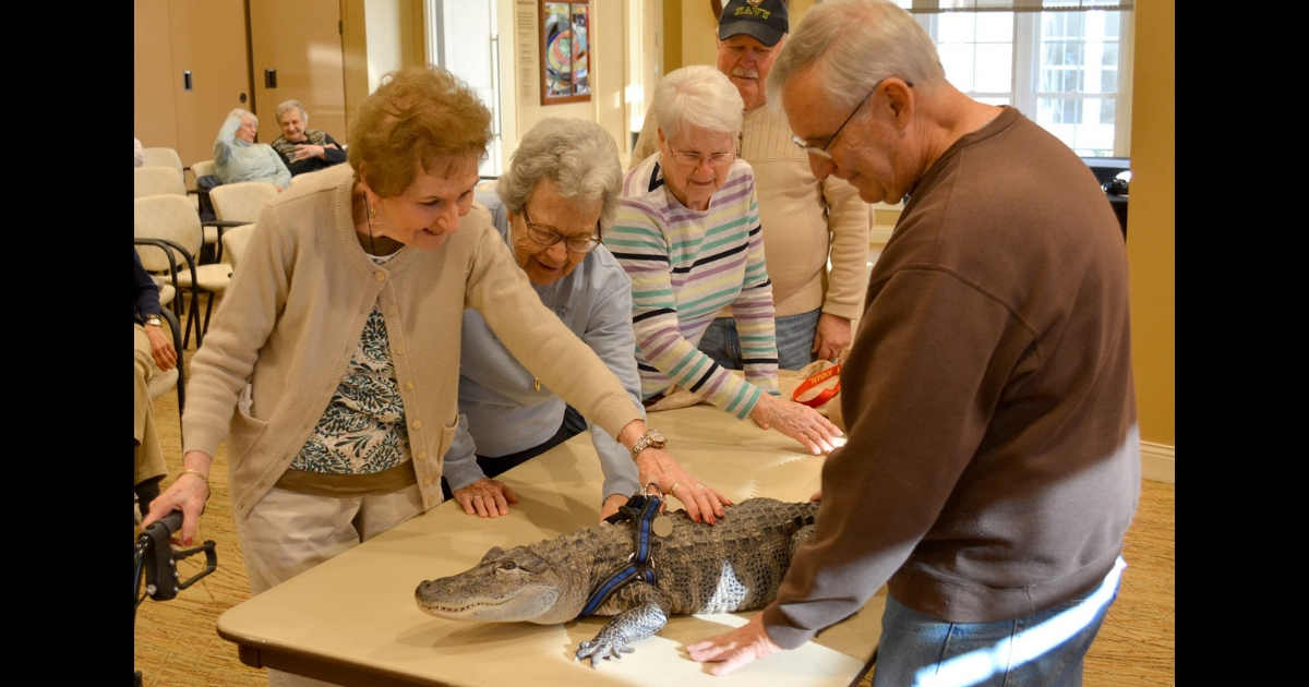 People petting an emotional support alligator.