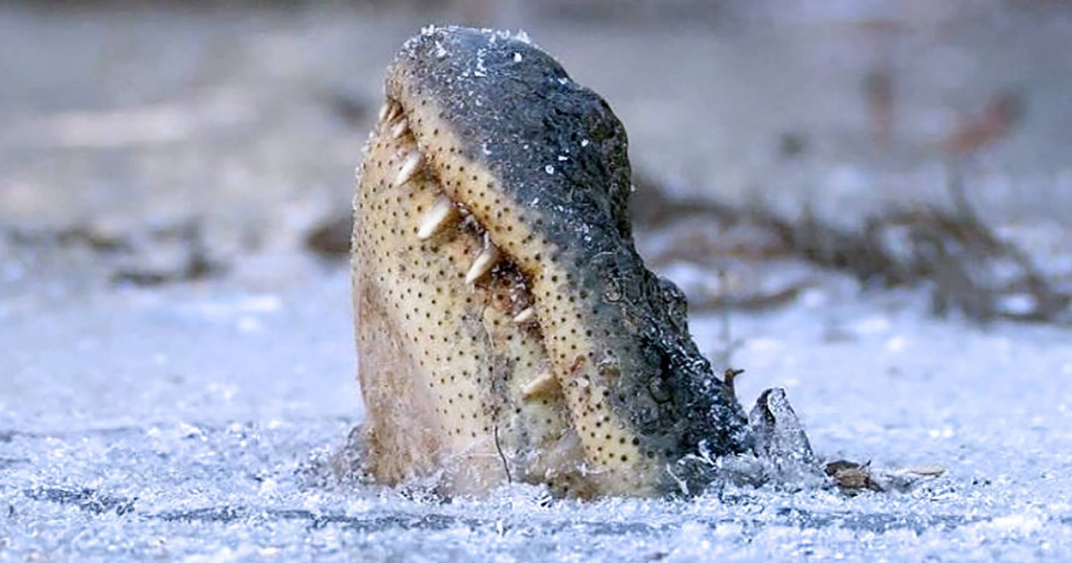 An alligator frozen in the water.