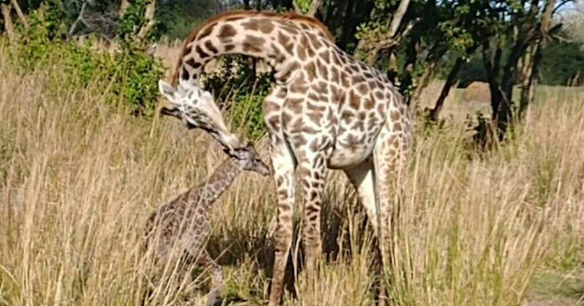 Baby and mother giraffes