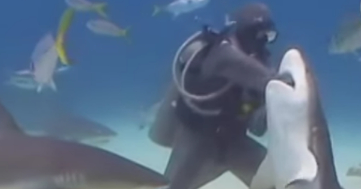 Woman shoving arm into shark's mouth.