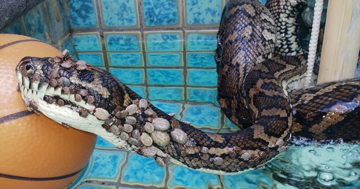 Snake covered in ticks