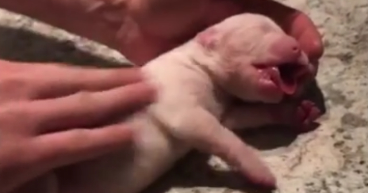 Tiny pup struggles to breathe.