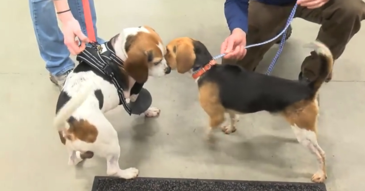 Two beagles reunited after weeks apart.