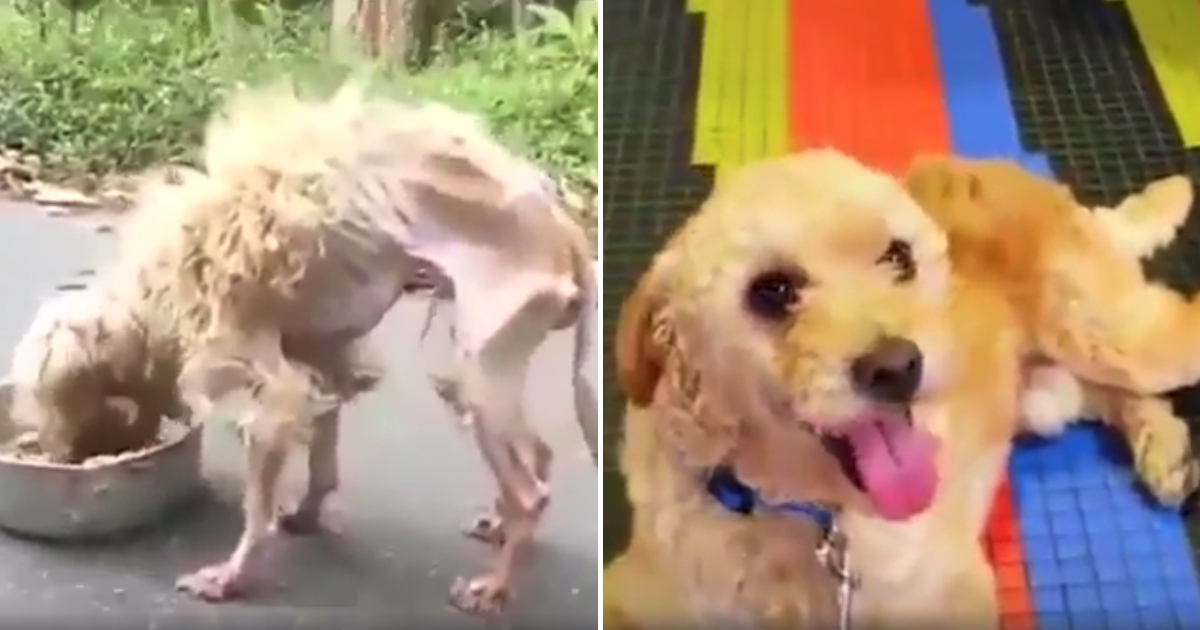 Dog Transformation