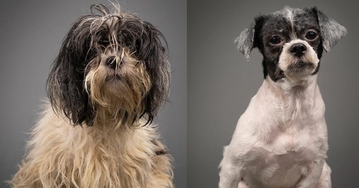 Before and after pictures of a dog being groomed.