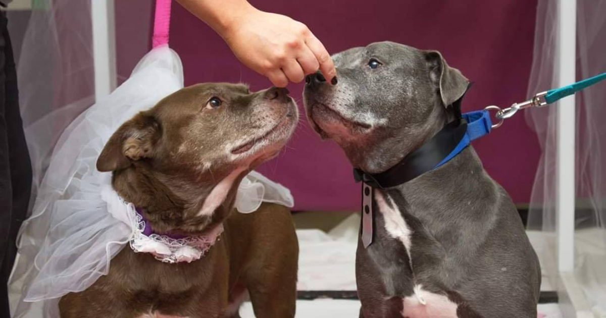 Two senior dogs get married.