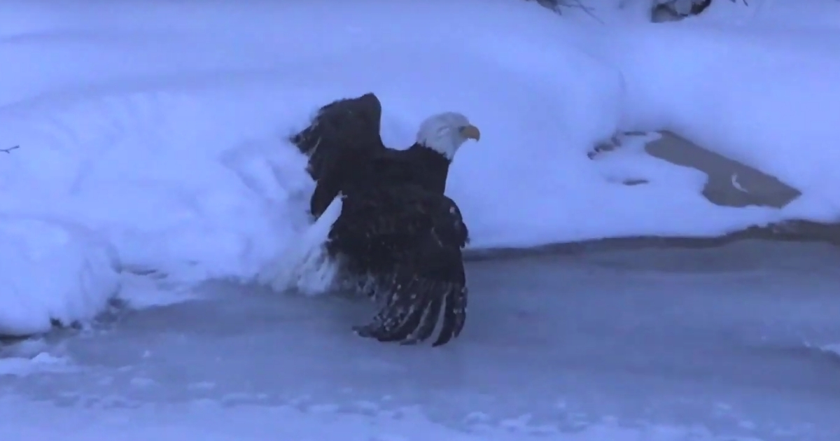 Eagle Stuck on Ice