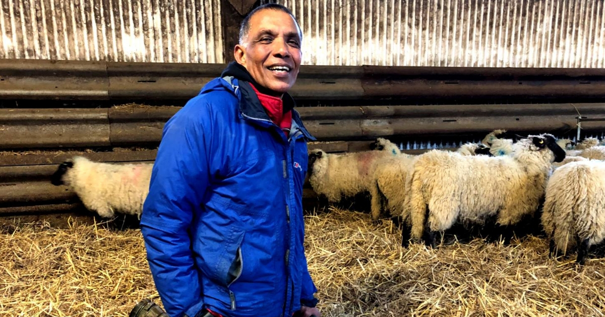 Farmer Saves His Sheep