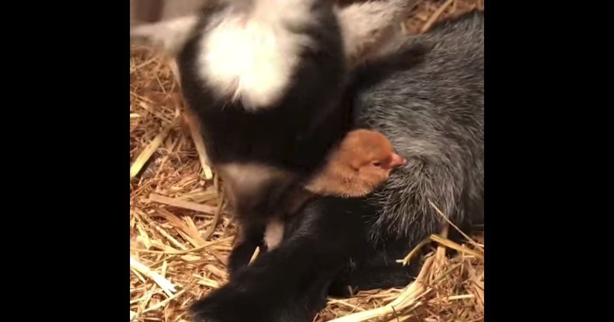 Goat snuggling with baby chick.