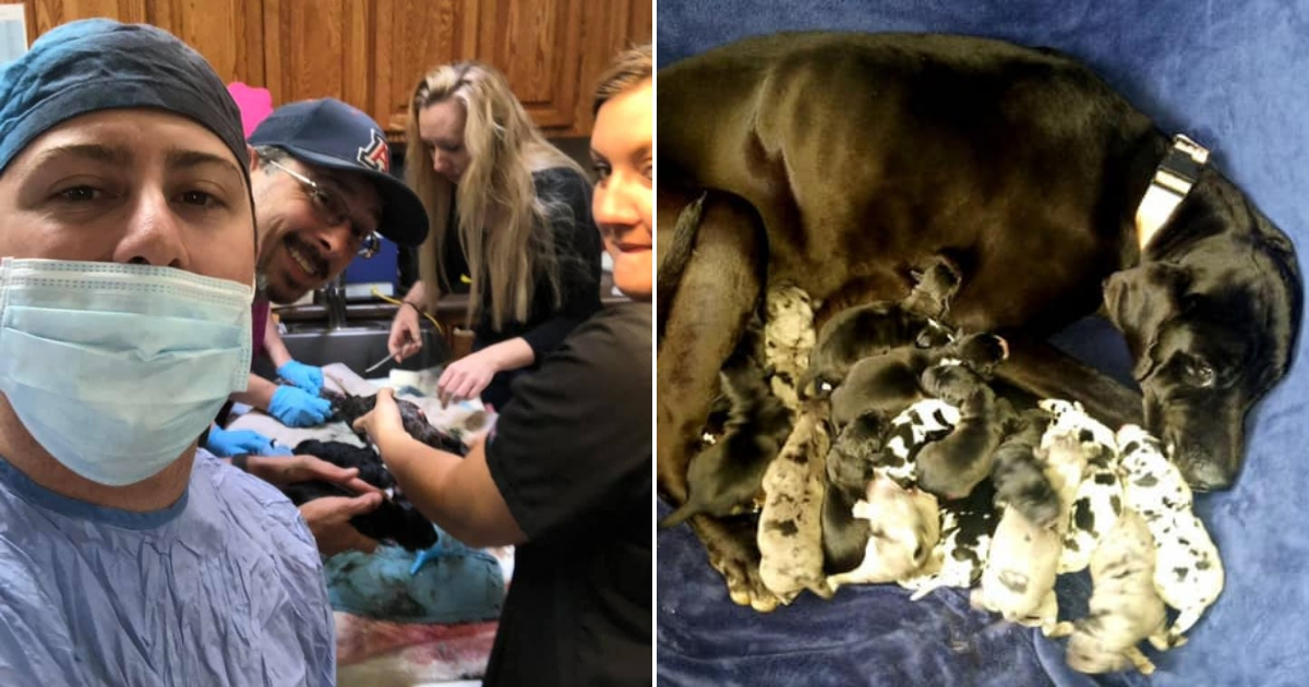 Group of people with puppies, left, and the mom dog with her puppies, right.