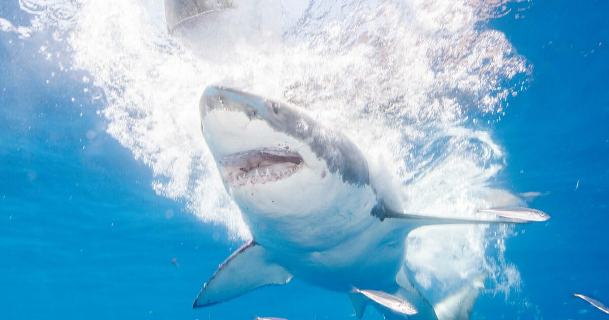 Great white sharks seasonally gather off the coast of Guadalupe Island; divers dive inside cages off the boat Nautilus Explorer in order to safely swim with the sharks on September 15, 2016, 150 miles off the coast of Mexico.