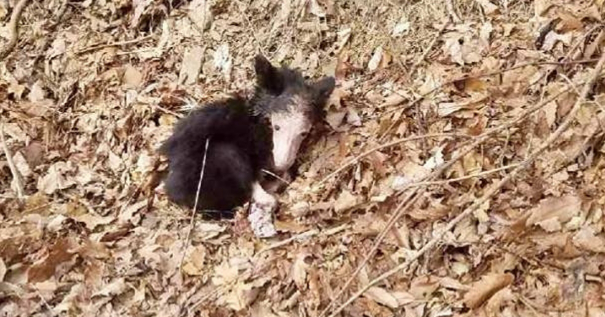Baby bear in ditch in woods.