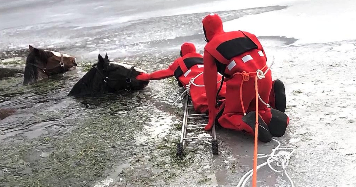 Horse Ice Rescue